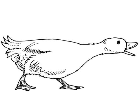 Quacking Goose Coloring Page